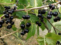 Svarta vinbär