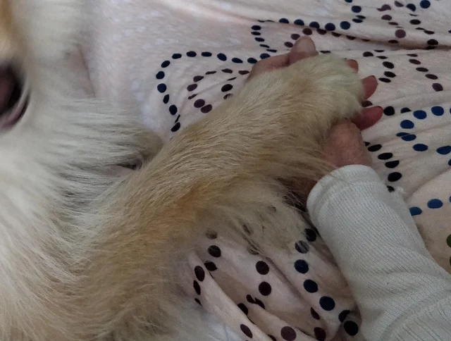 Abbe-tass och människohand