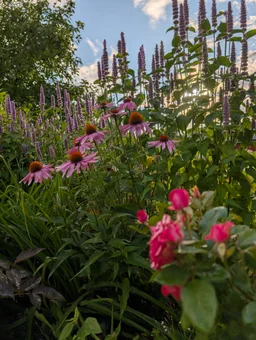 Kaukasisk Pimpernöt