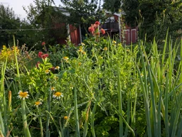 Omställning till skogsträdgårdsodling