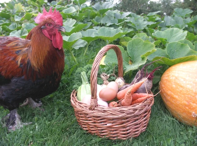 Rotfruktssallad i skördetid